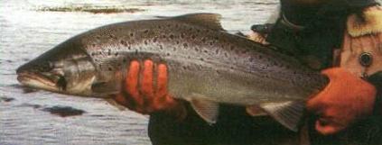 brownsex.jpg (12887 bytes)