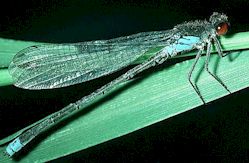 Damselfly
